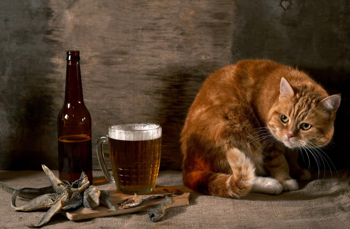 The red cat sits next to the beer