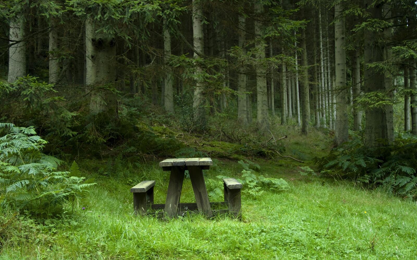 Бесплатное фото Стол со скамейками в летнем лесу