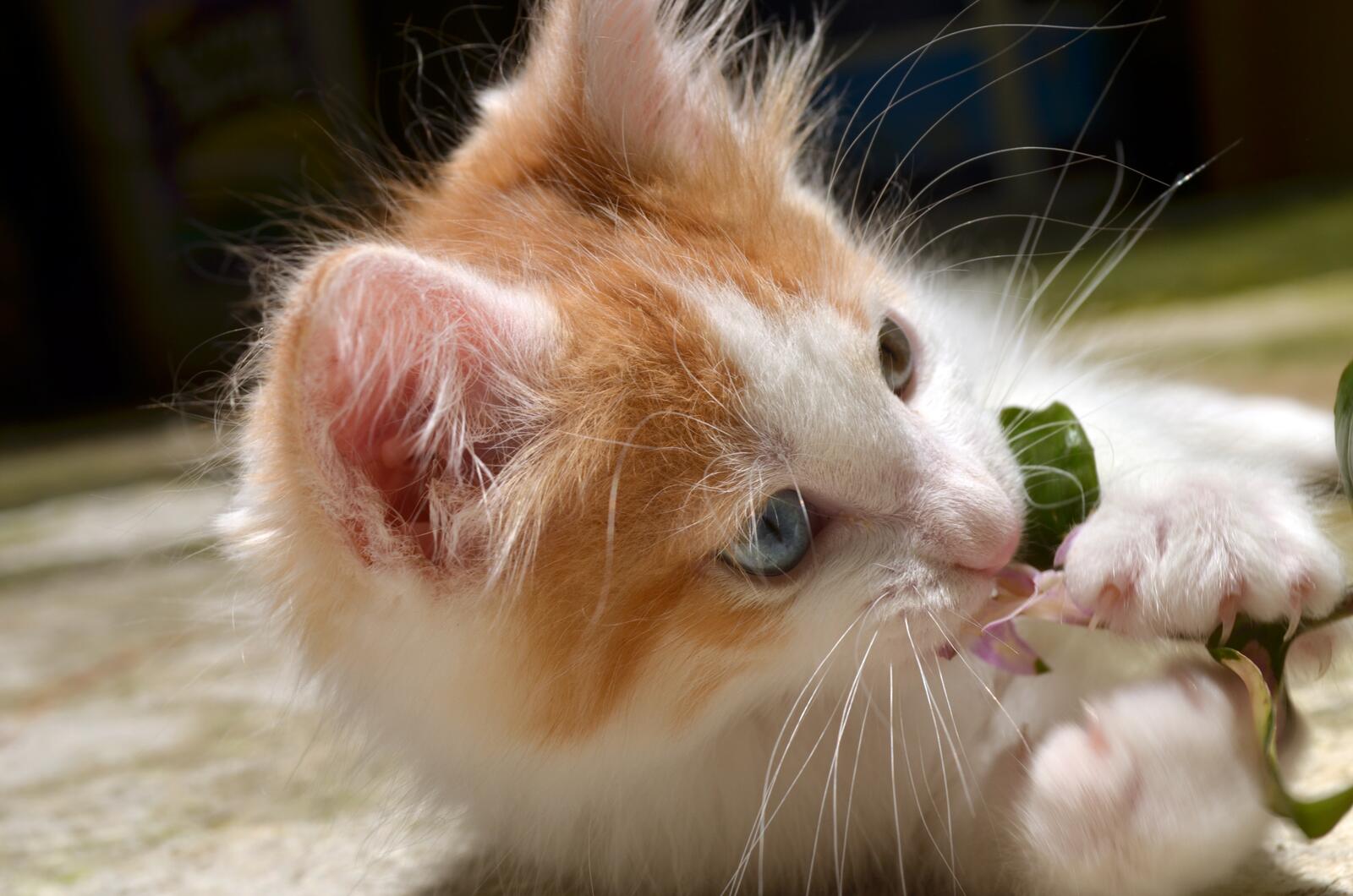 免费照片一只红毛小猫在玩耍着一朵花