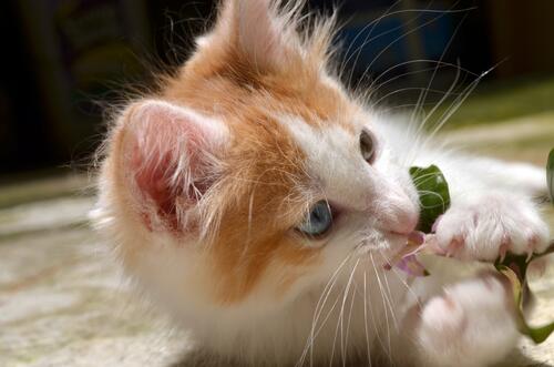 Рыжий котенок играет с цветочком