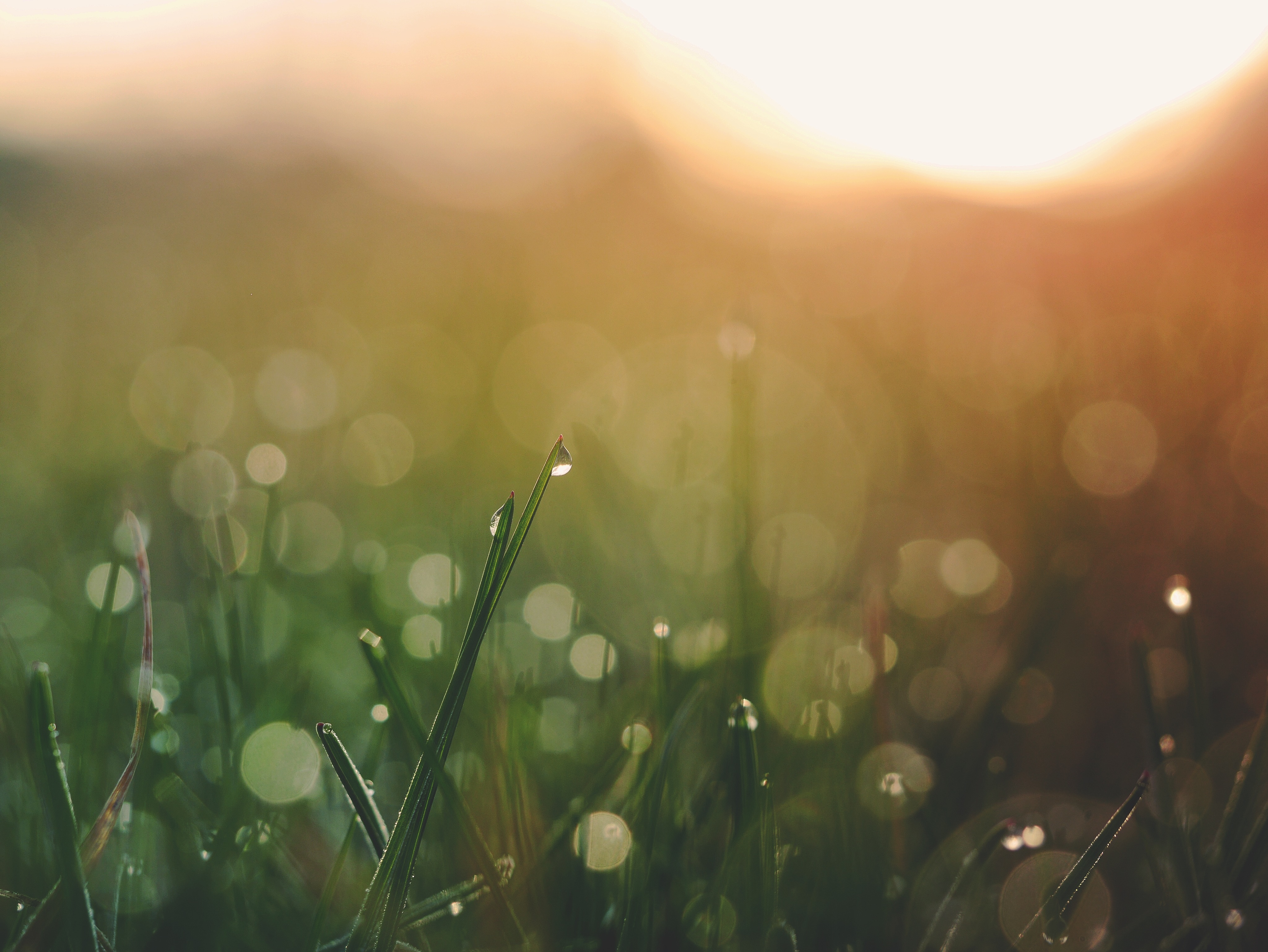 免费照片微距风格的绿色草地与雨滴