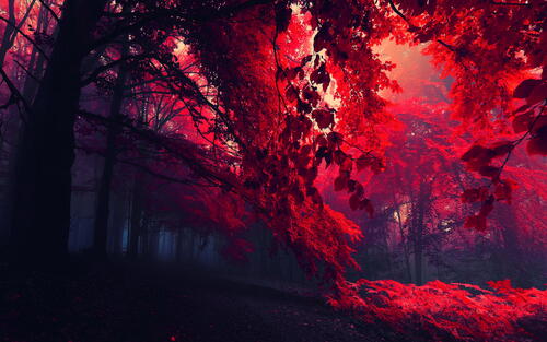 Лес с красной листвой