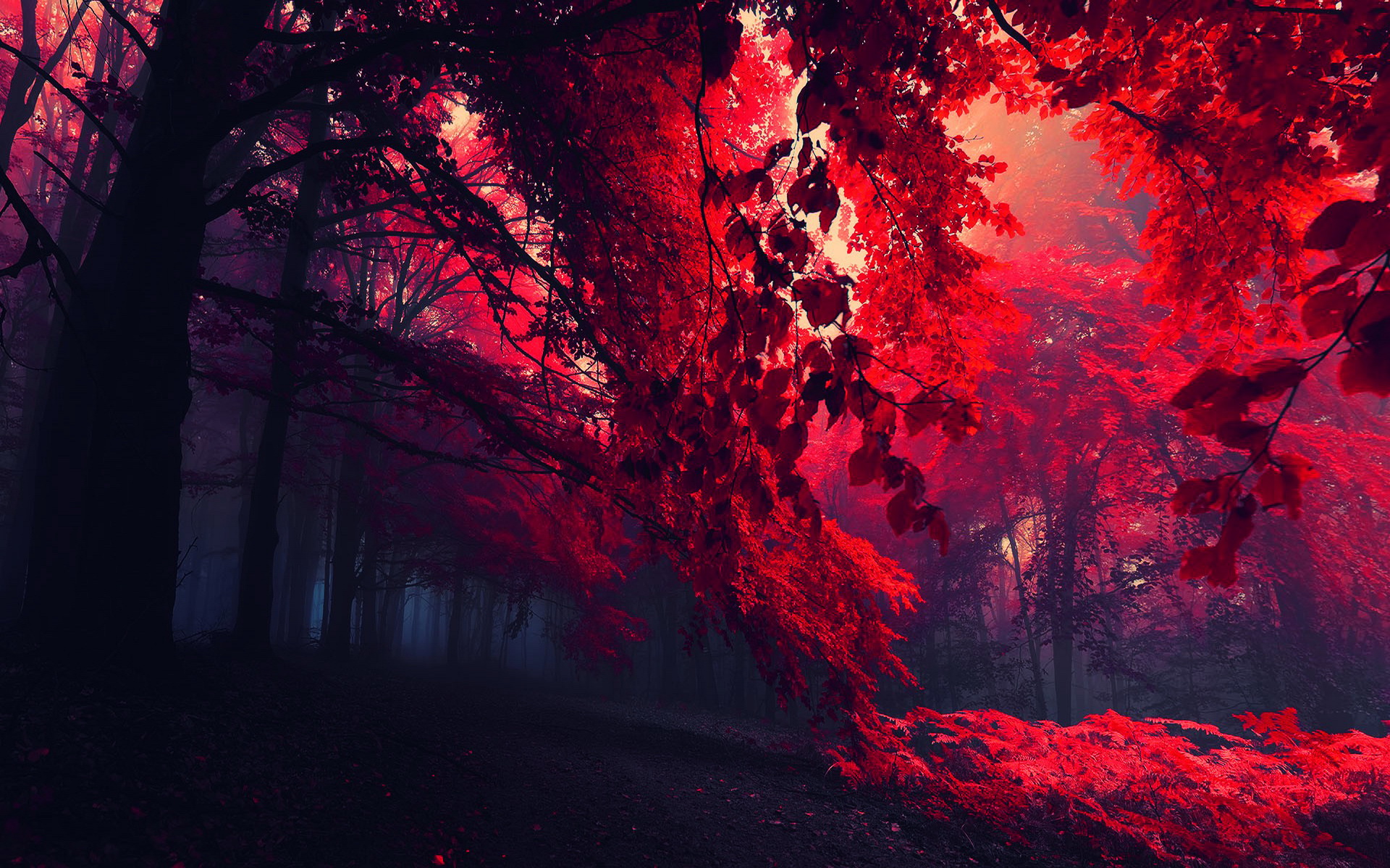 Бесплатное фото Лес с красной листвой