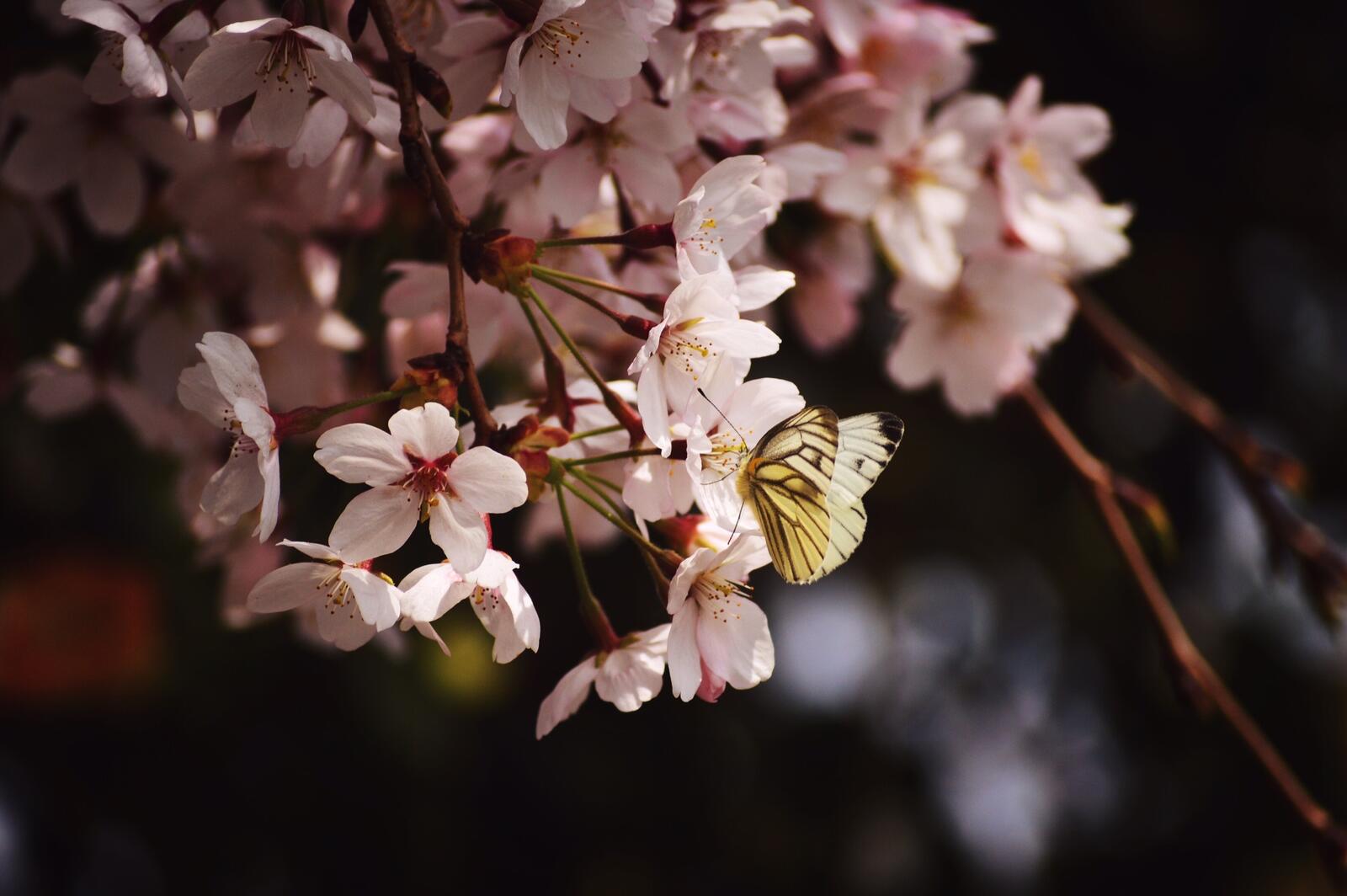 Free photo A yellow butterfly sits on little pink flowers