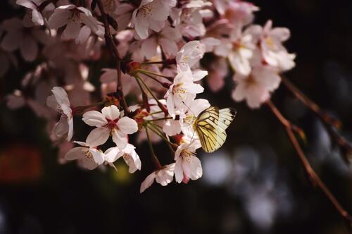 Желтая бабочка сидит на маленьких розовых цветочках