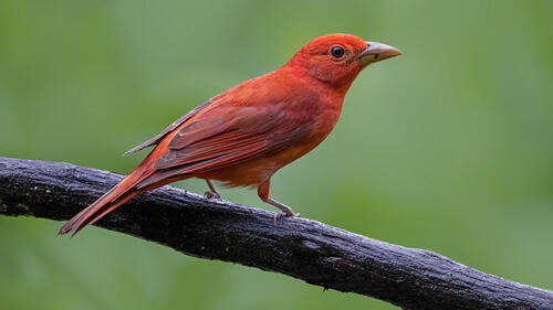 Summer tanager colorful bird