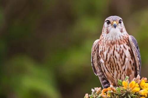 A falcon on a blurred background