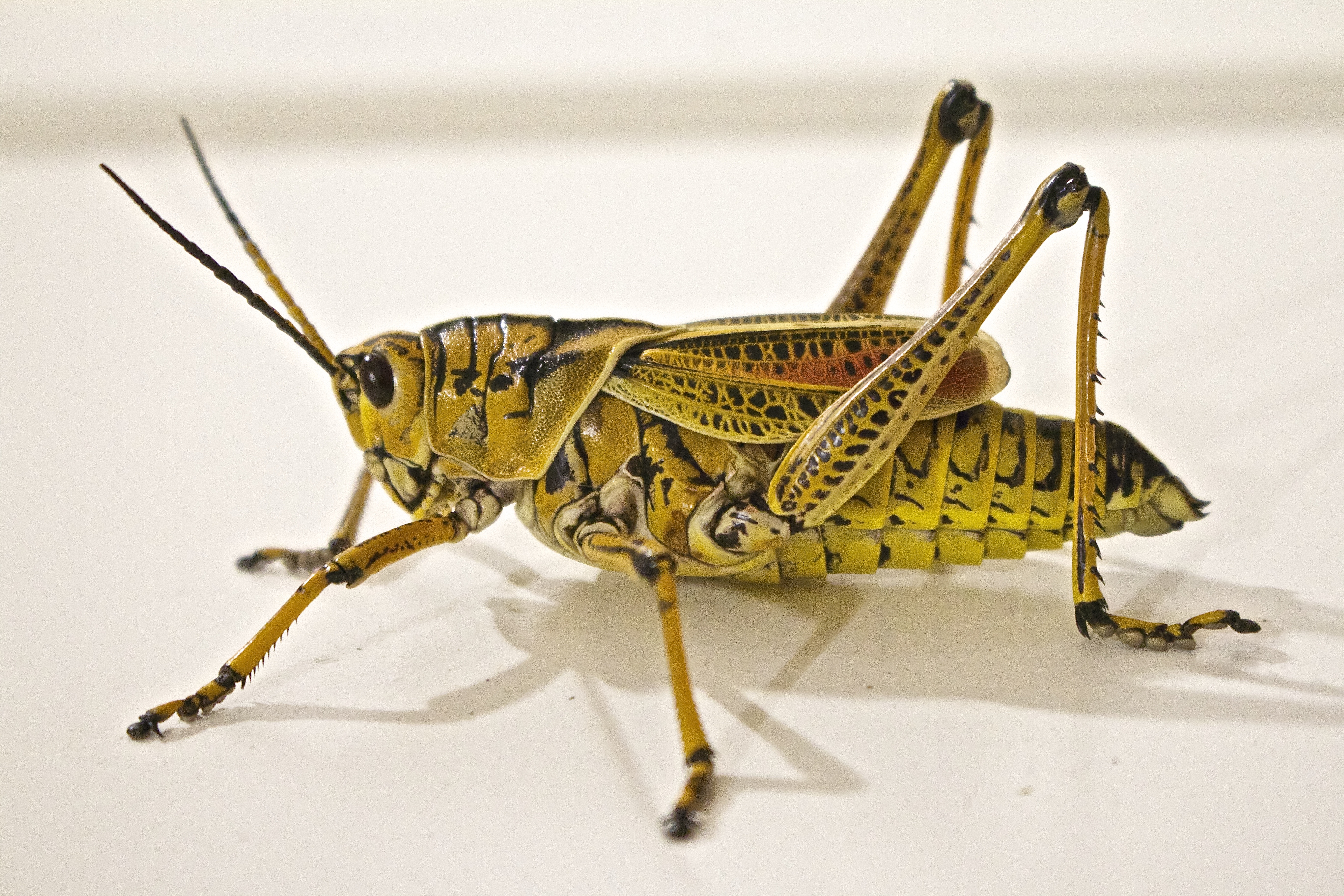 Free photo Grasshopper on white background