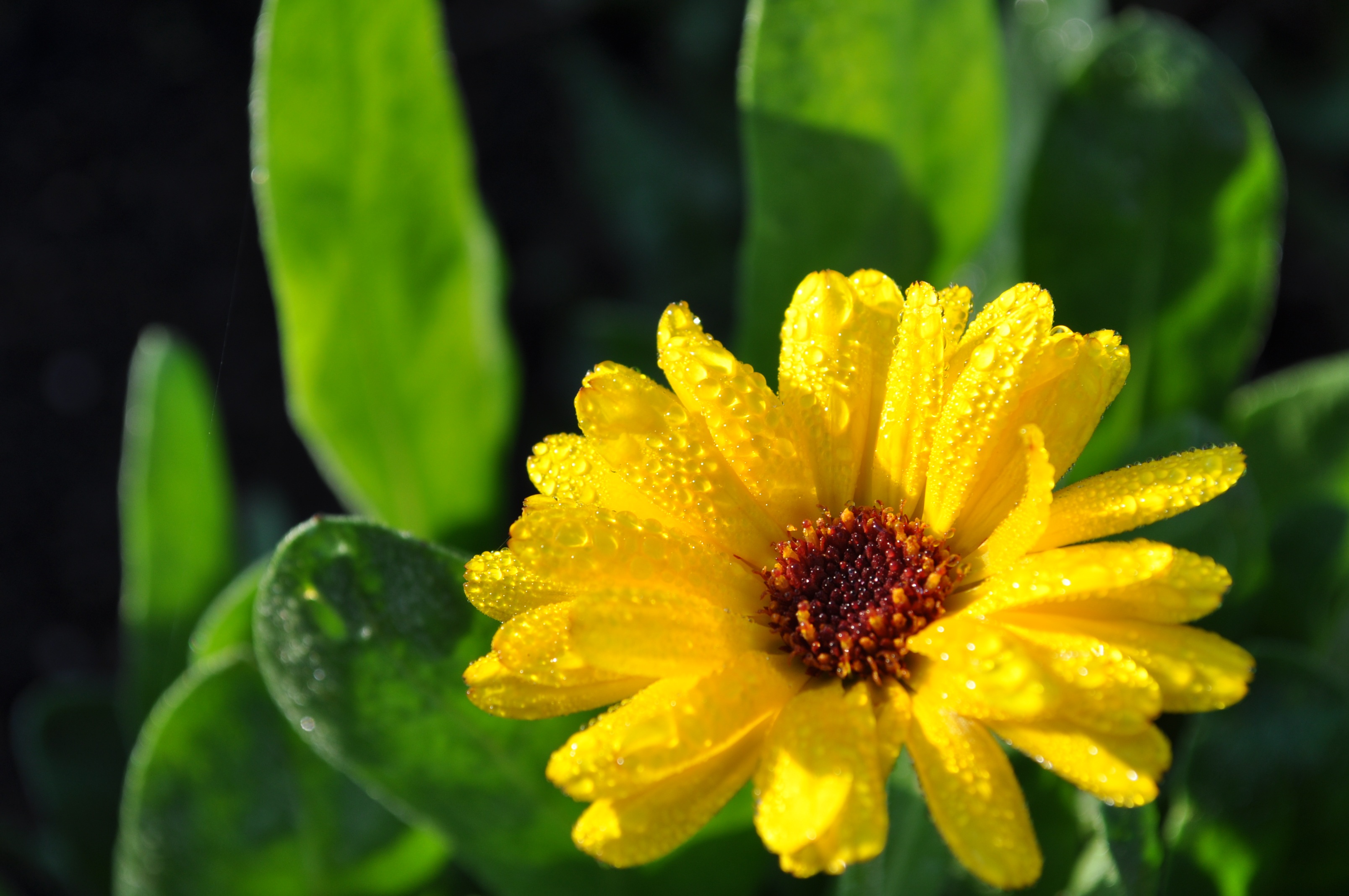 Бесплатное фото Желтый цветочек под дождем