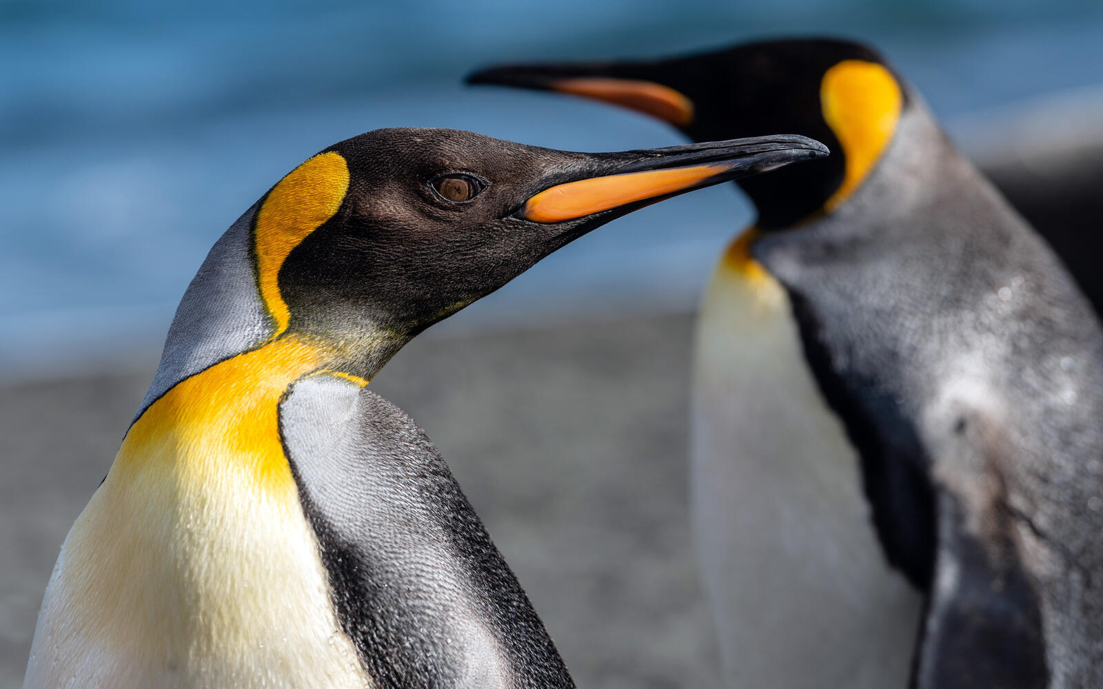Бесплатное фото Императорские пингвины крупным планом