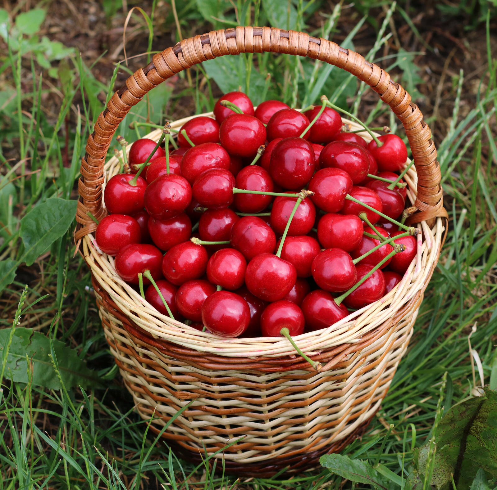 Free photo A large basket filled with ripe red cherries