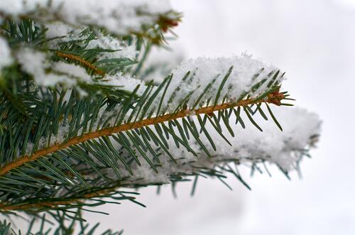A spruce sprig covered in snow