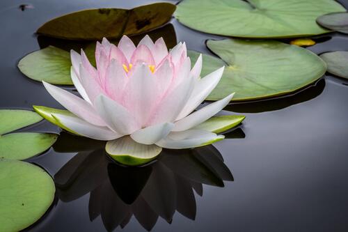 Water lily on water