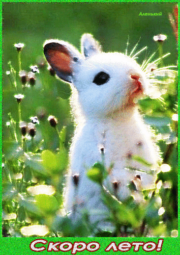 Белый заяц с надписью скоро лето