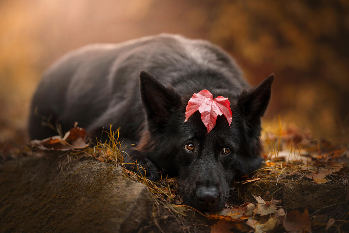 A black sheepdog lies on the autumn leaves with a red maple leaf on his head