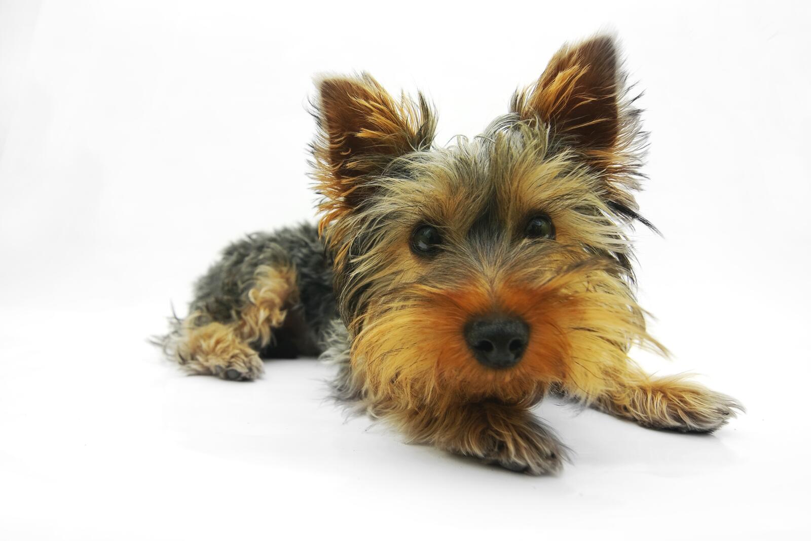 Free photo Norfolk terrier on a white background