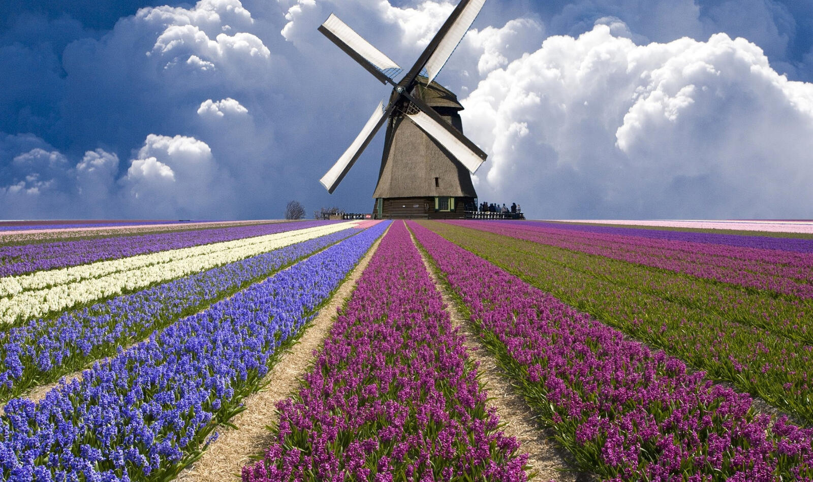 Бесплатное фото Большая мельница на поле с цветами