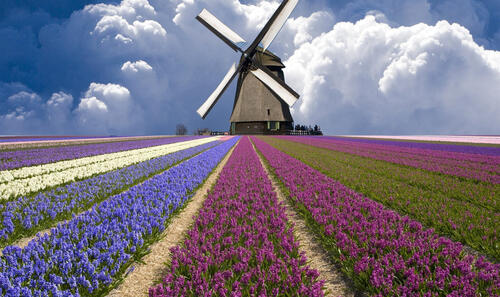 A large mill in a field of flowers
