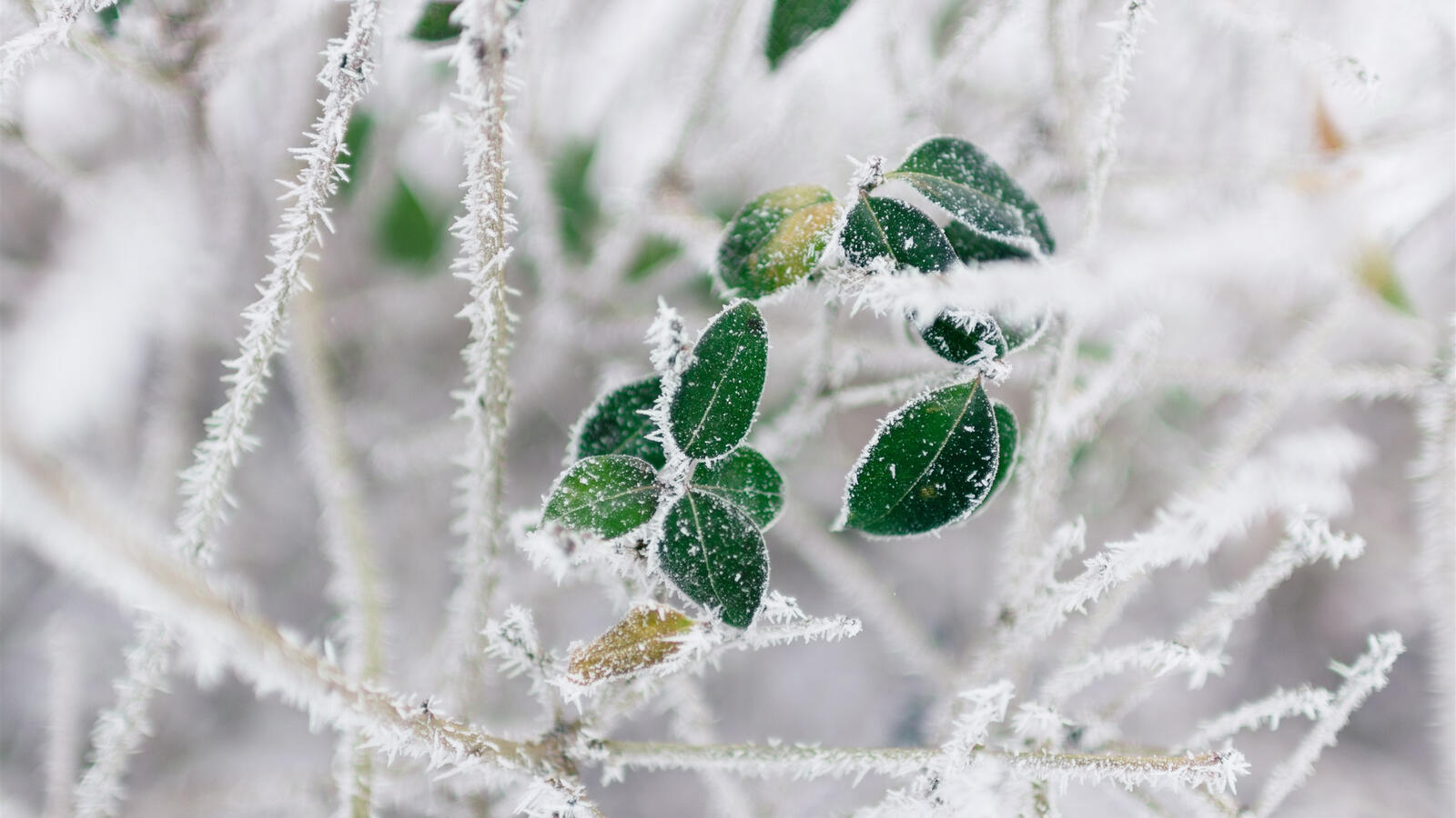 Бесплатное фото Замерзшие зеленые листики в траве