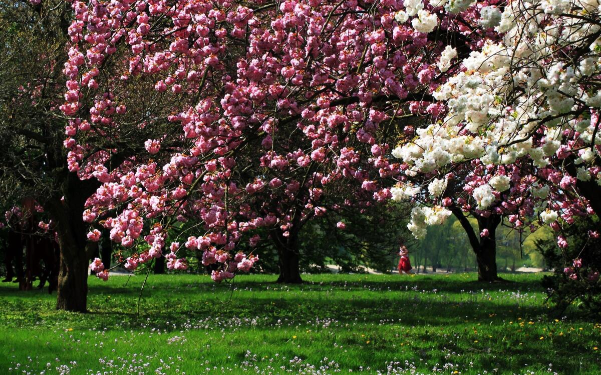 Весенний парк с цветущими деревьями