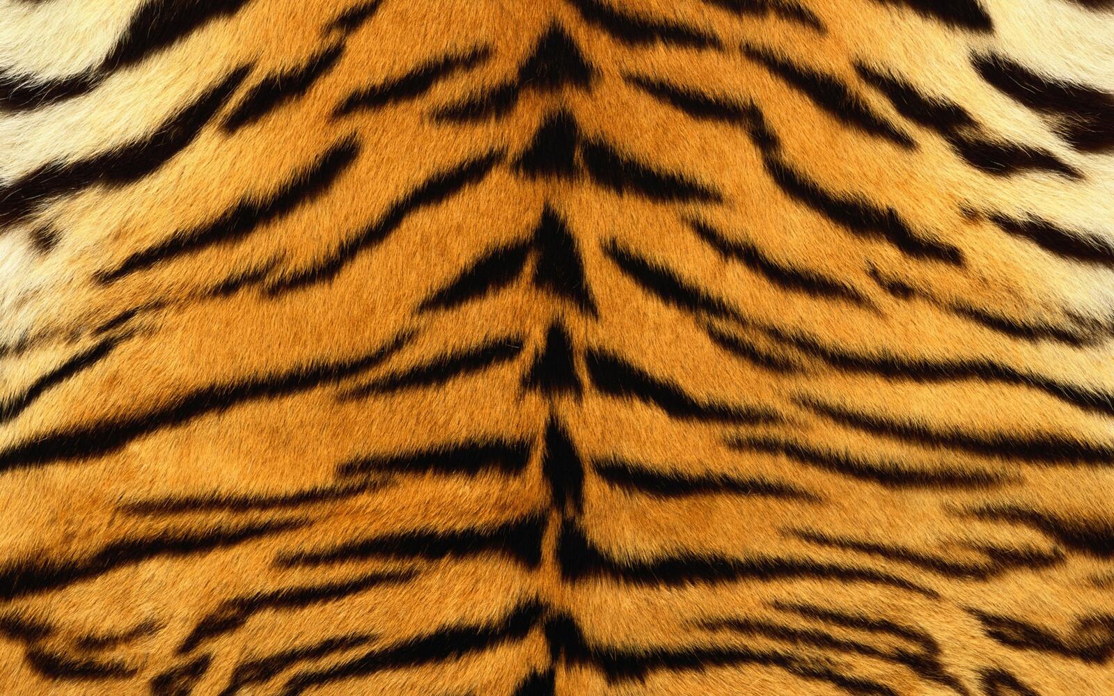 Free photo Tiger skin