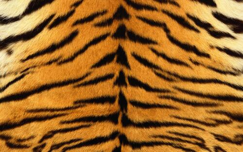 Tiger skin