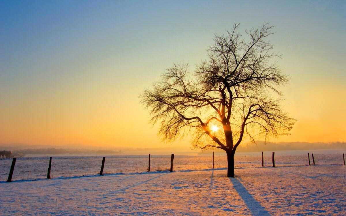 A tree without leaves in a snowy field at sunset