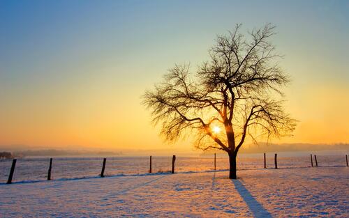 A tree without leaves in a snowy field at sunset