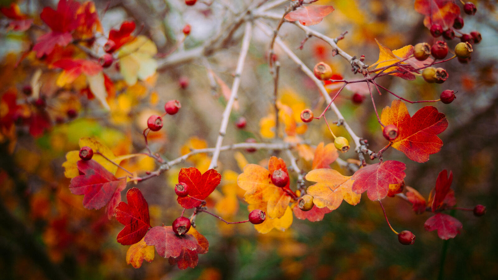 Бесплатное фото Ягодки на дереве с осенними листиками