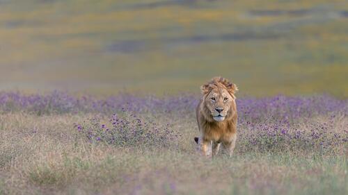 Лев на большом поле с высокой травой и цветами
