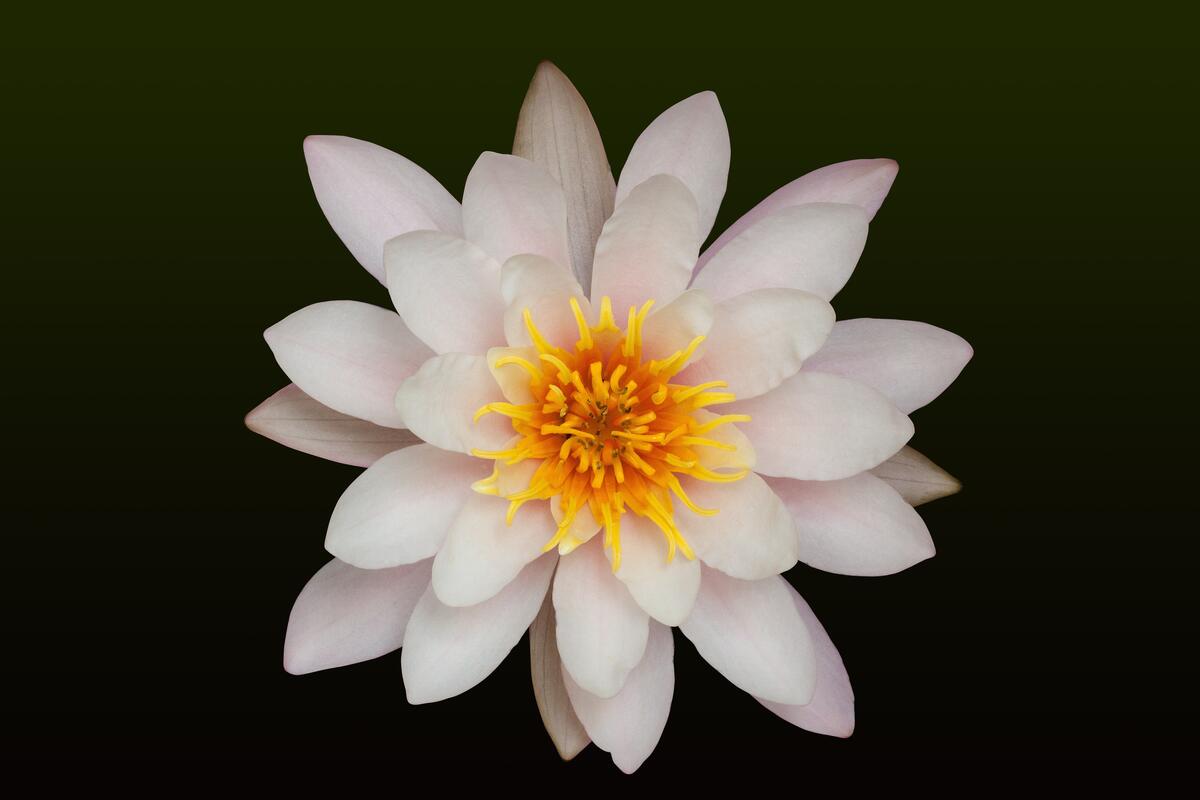 Delicate white lotus on a black background
