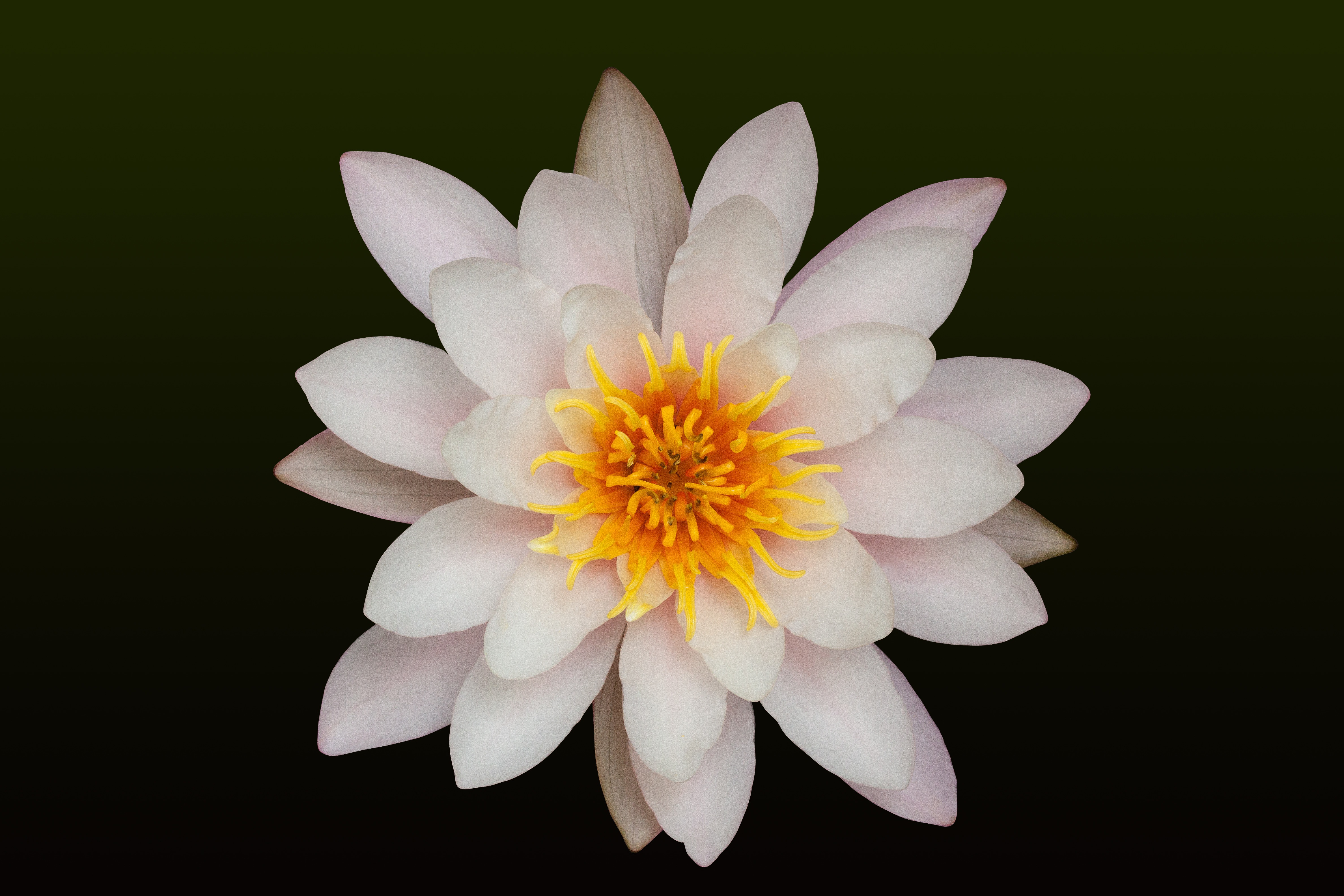 Free photo Delicate white lotus on a black background