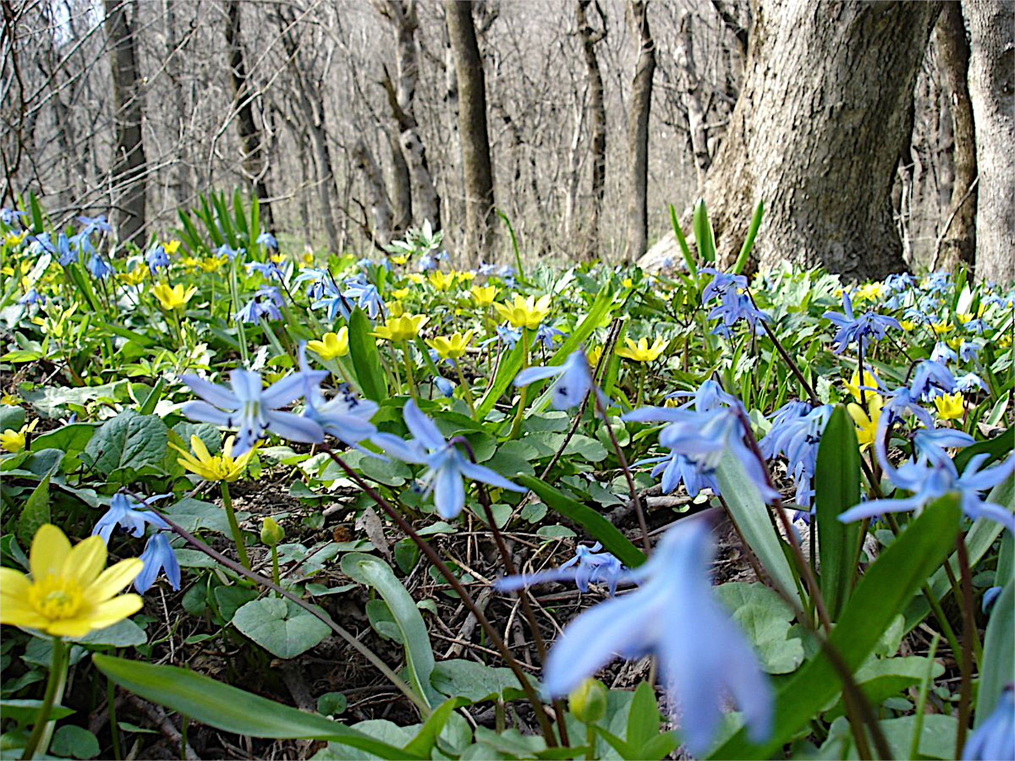 Фото бесплатно лес, весна, цветы