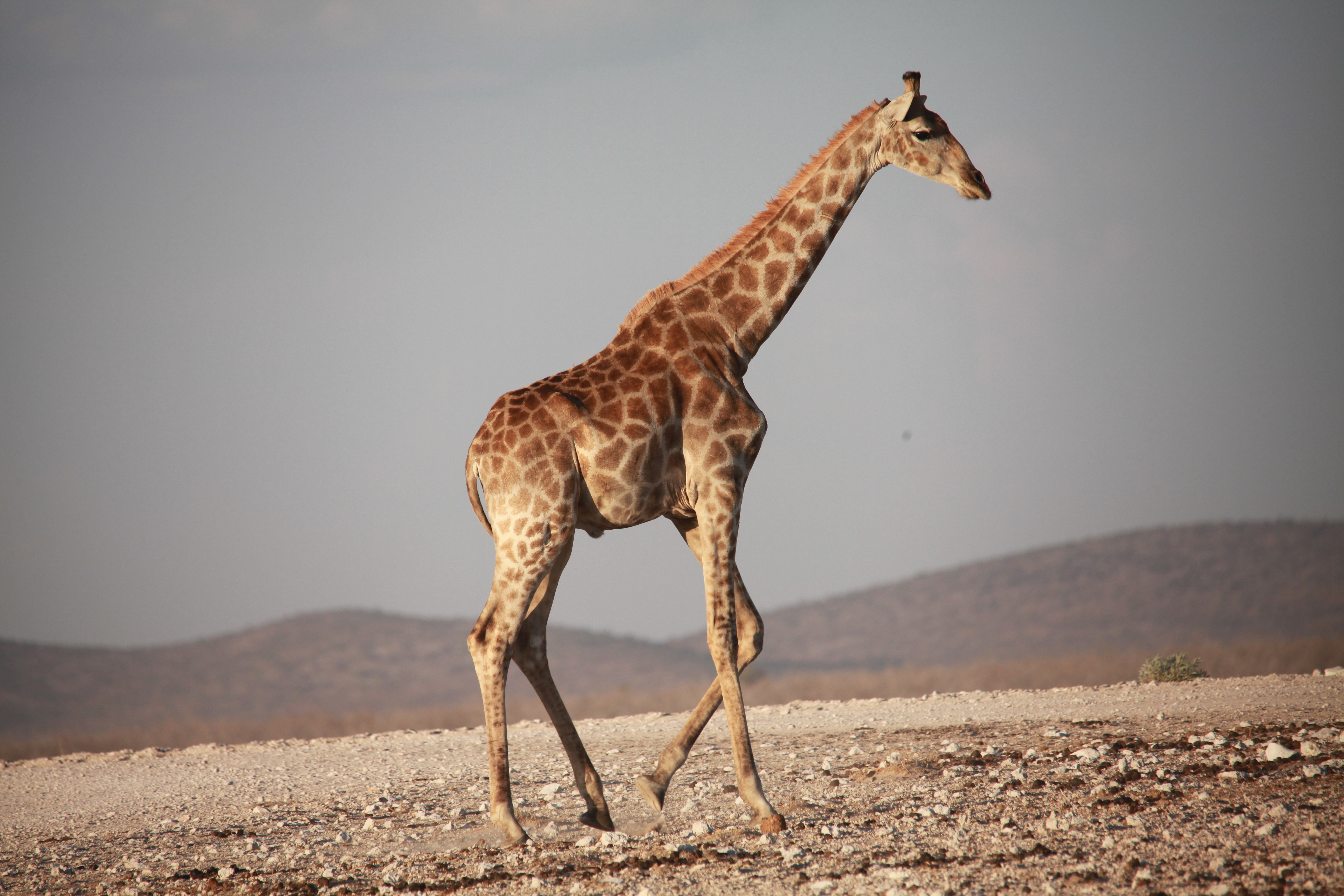 免费照片一只行走的长颈鹿