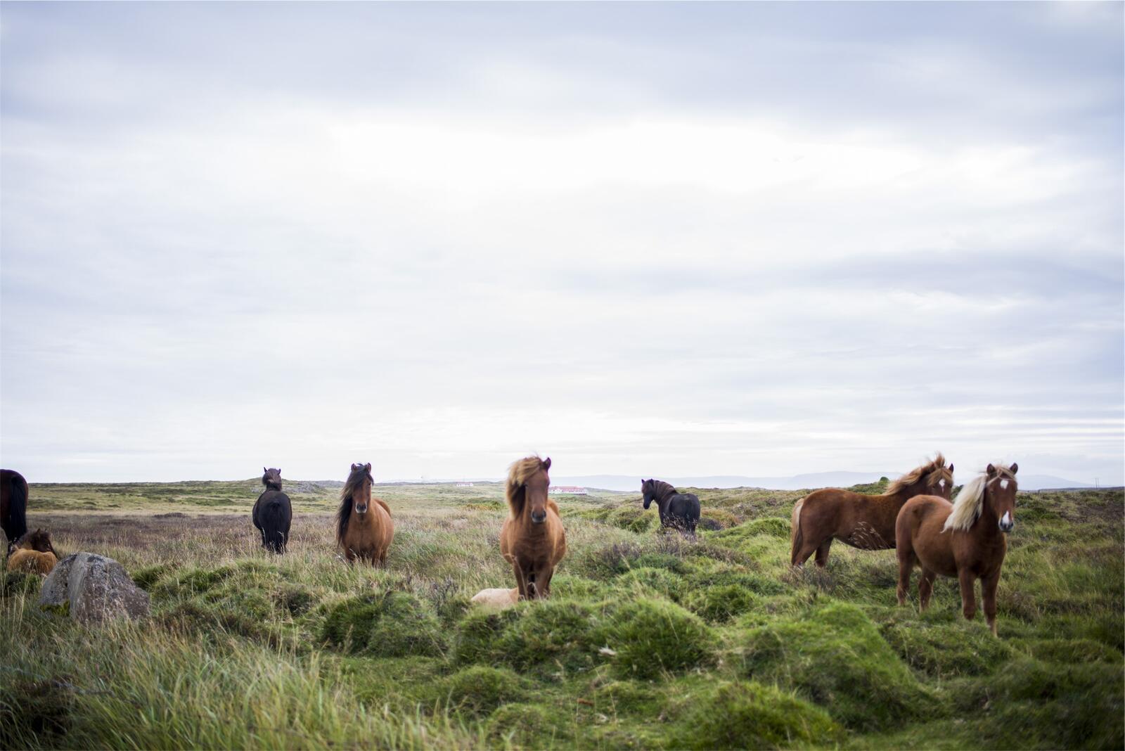 Бесплатное фото Большое пастбище с лошадьми