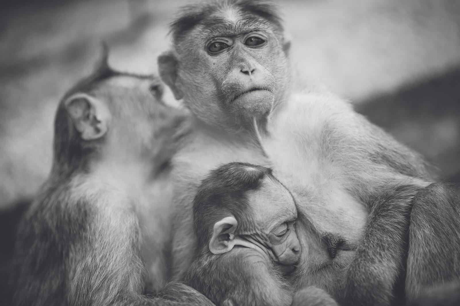 Бесплатное фото Семья обезьян