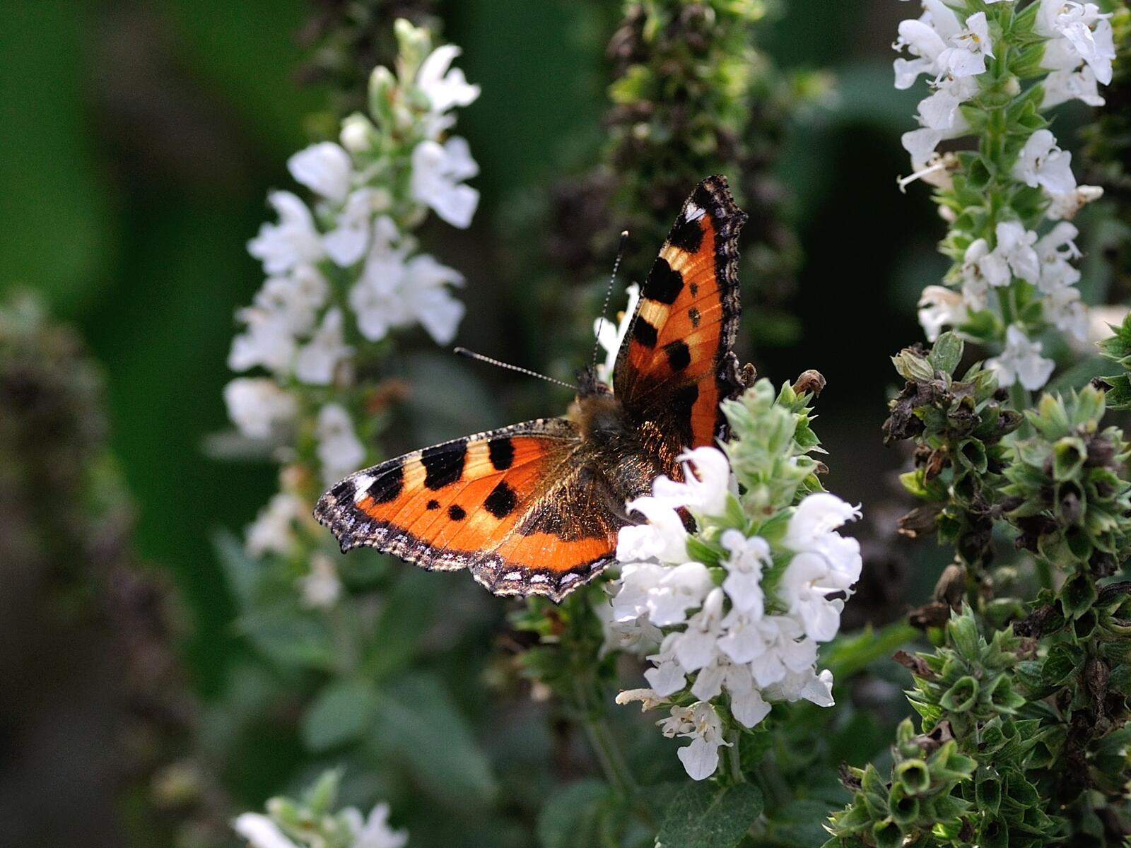 Бесплатное фото Бабочка собирает нектар с маленьких белых цветов