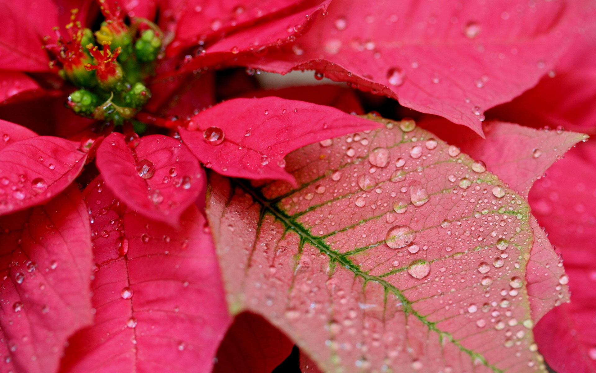Бесплатное фото Роса на розовых листьях растения