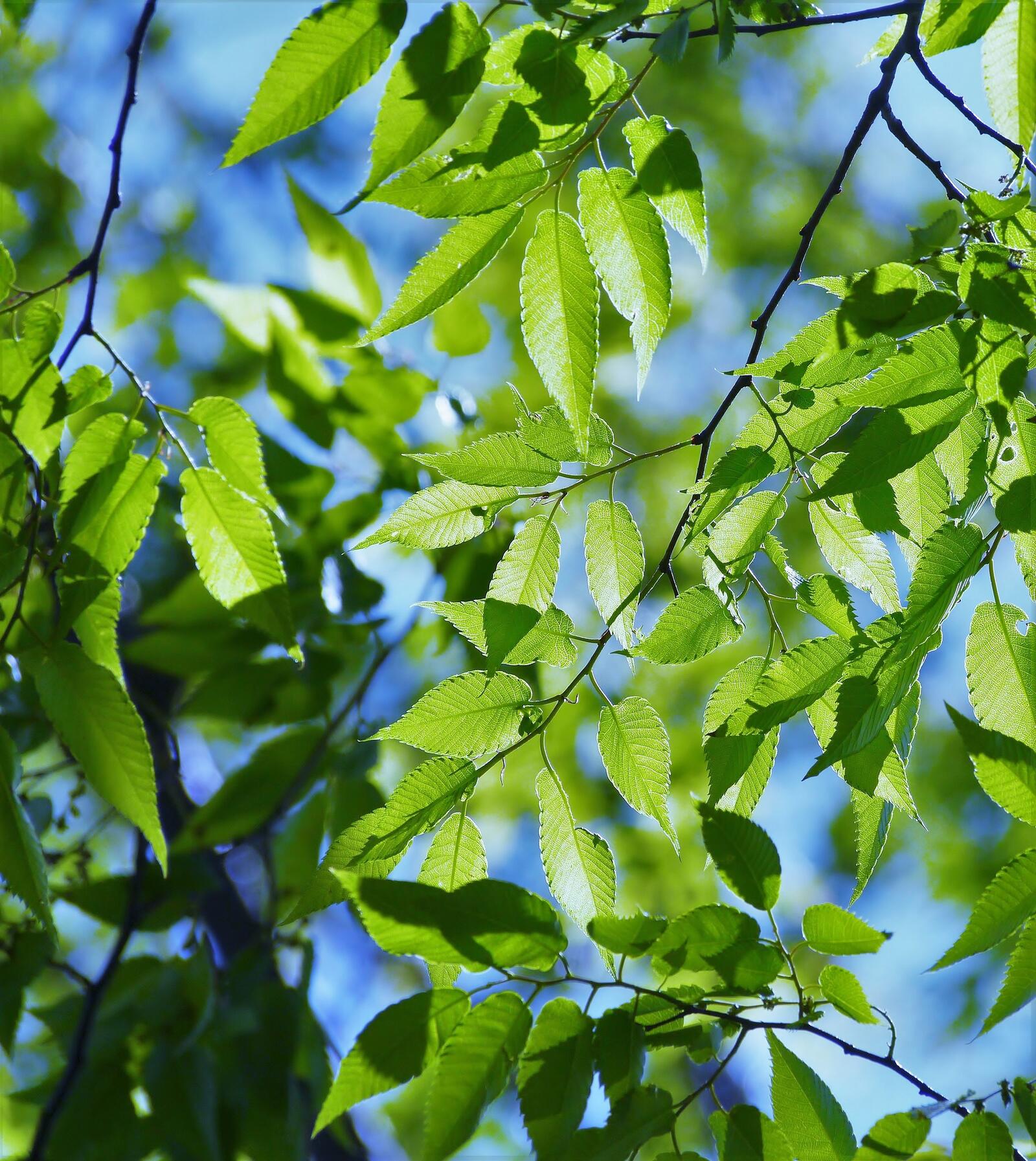 Зеленые листики
