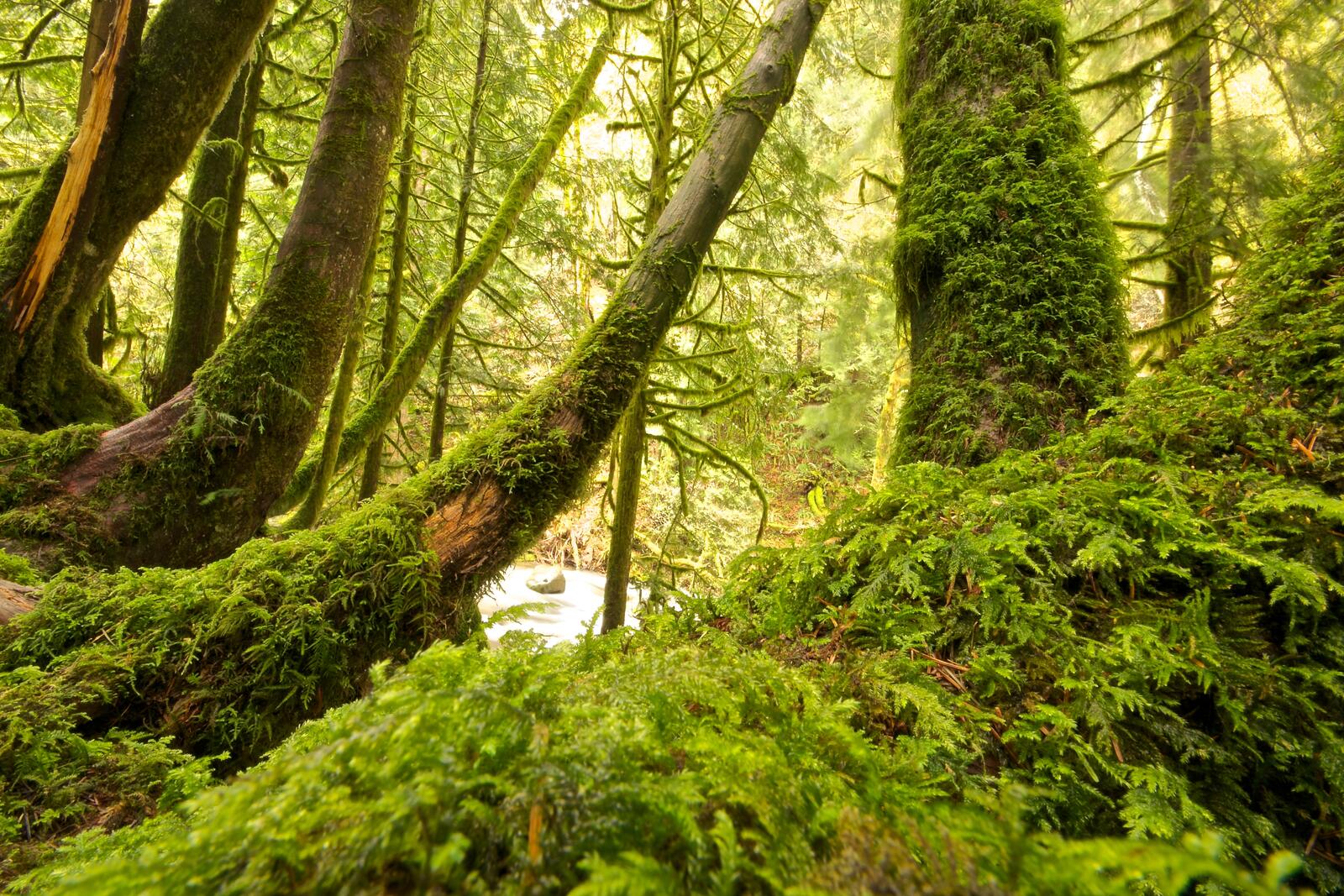 Бесплатное фото Зеленый мох на стволах деревьев