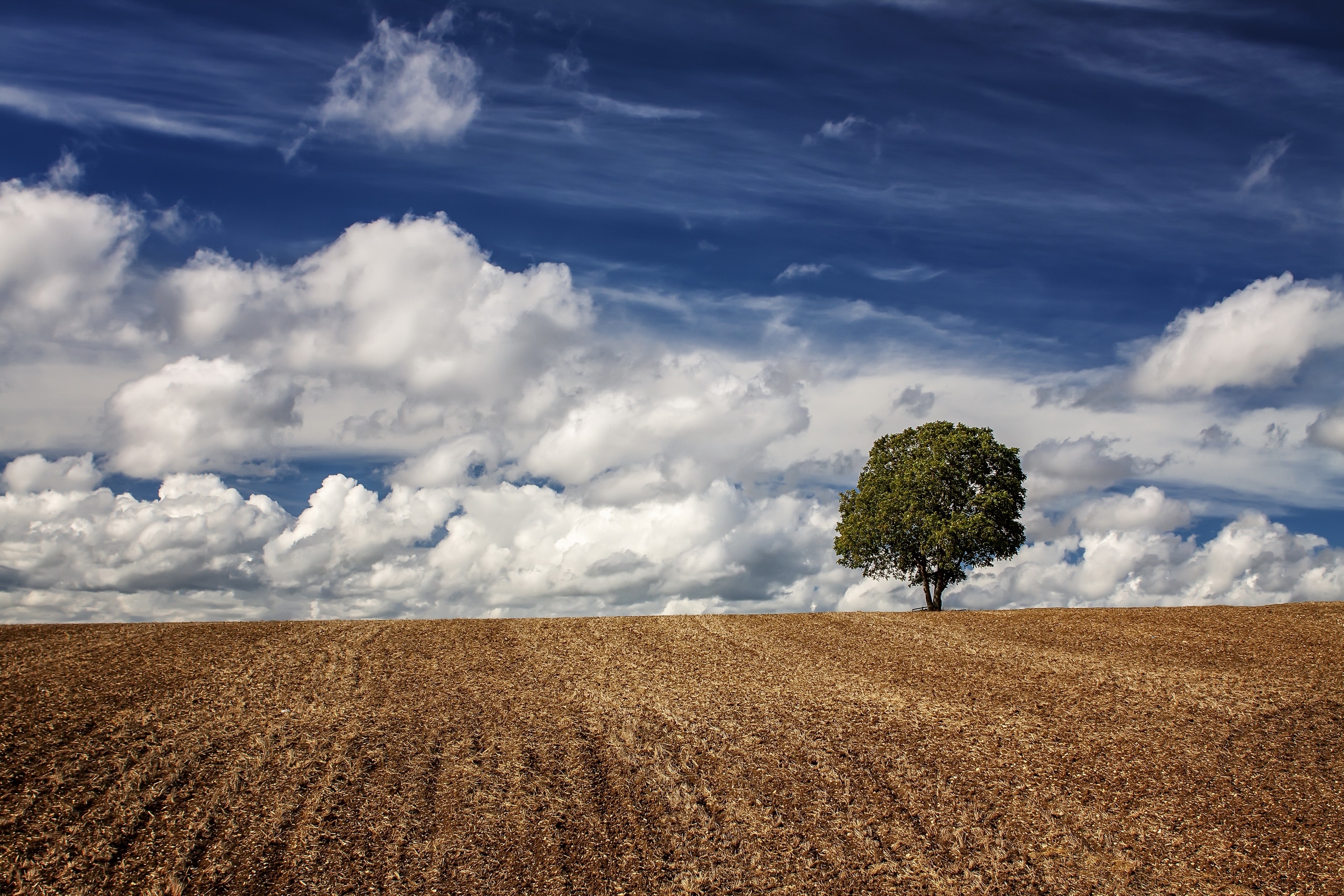 A lonely tree in a field and puffy clouds in the sky
