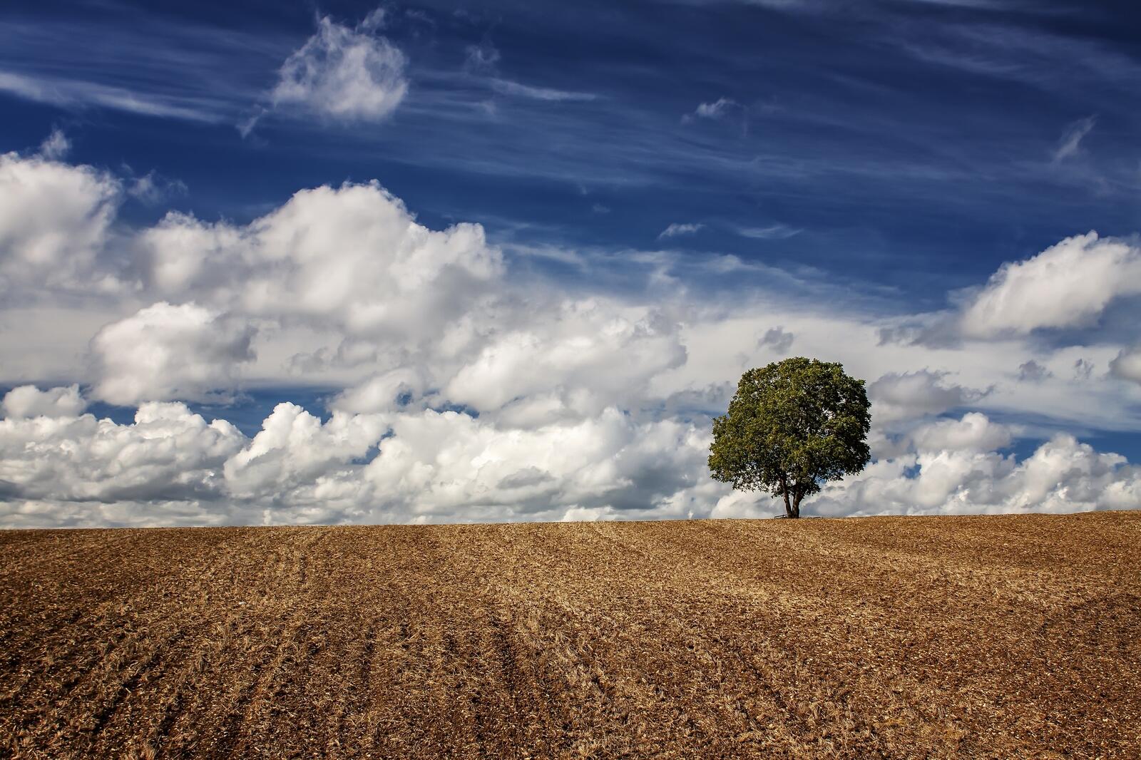 Free photo A lonely tree in a field and puffy clouds in the sky