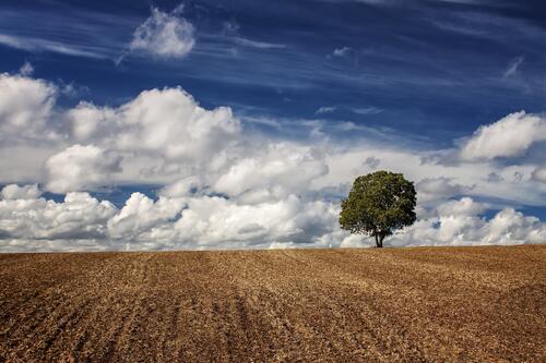 Одинокое дерево на поле и перистыми облаками в небе