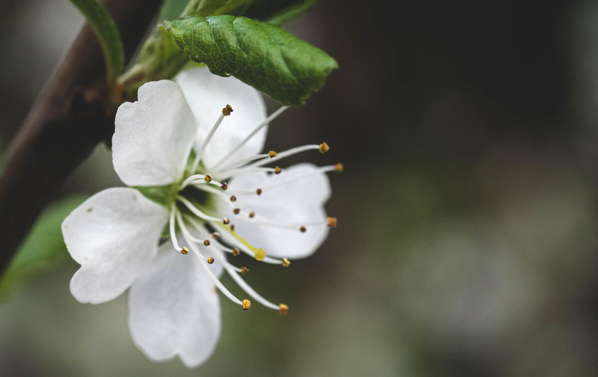 A white flower on a blurry background