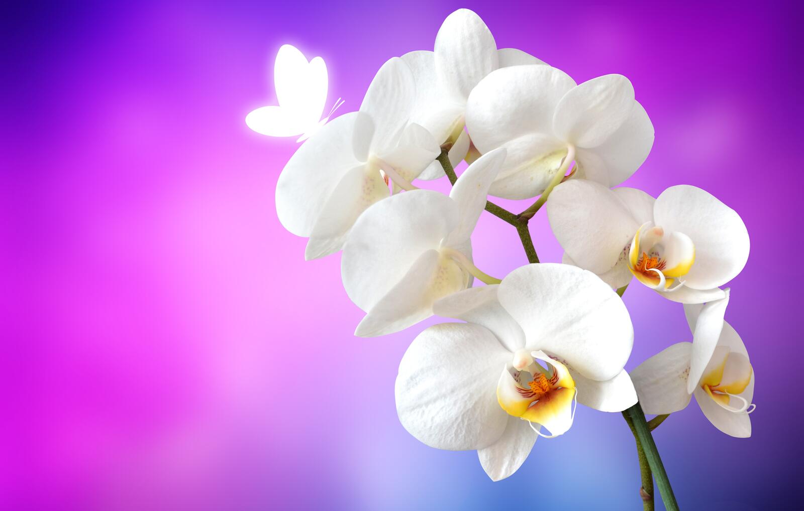 Бесплатное фото Нежно-белые лепестки на цветке