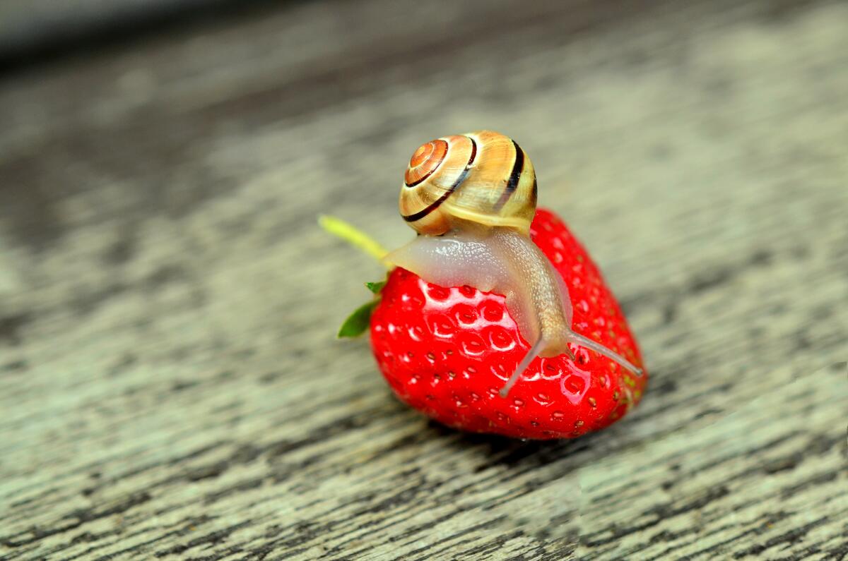 A little snail eats red strawberries.