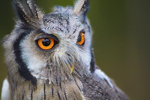A close-up of an owl