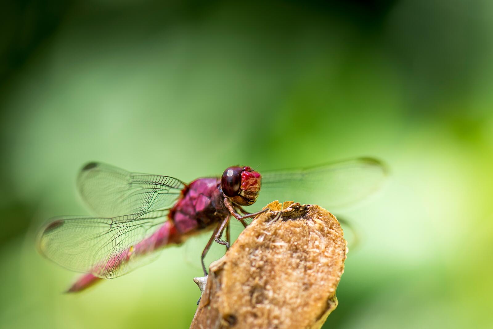 Free photo Pink dragonfly
