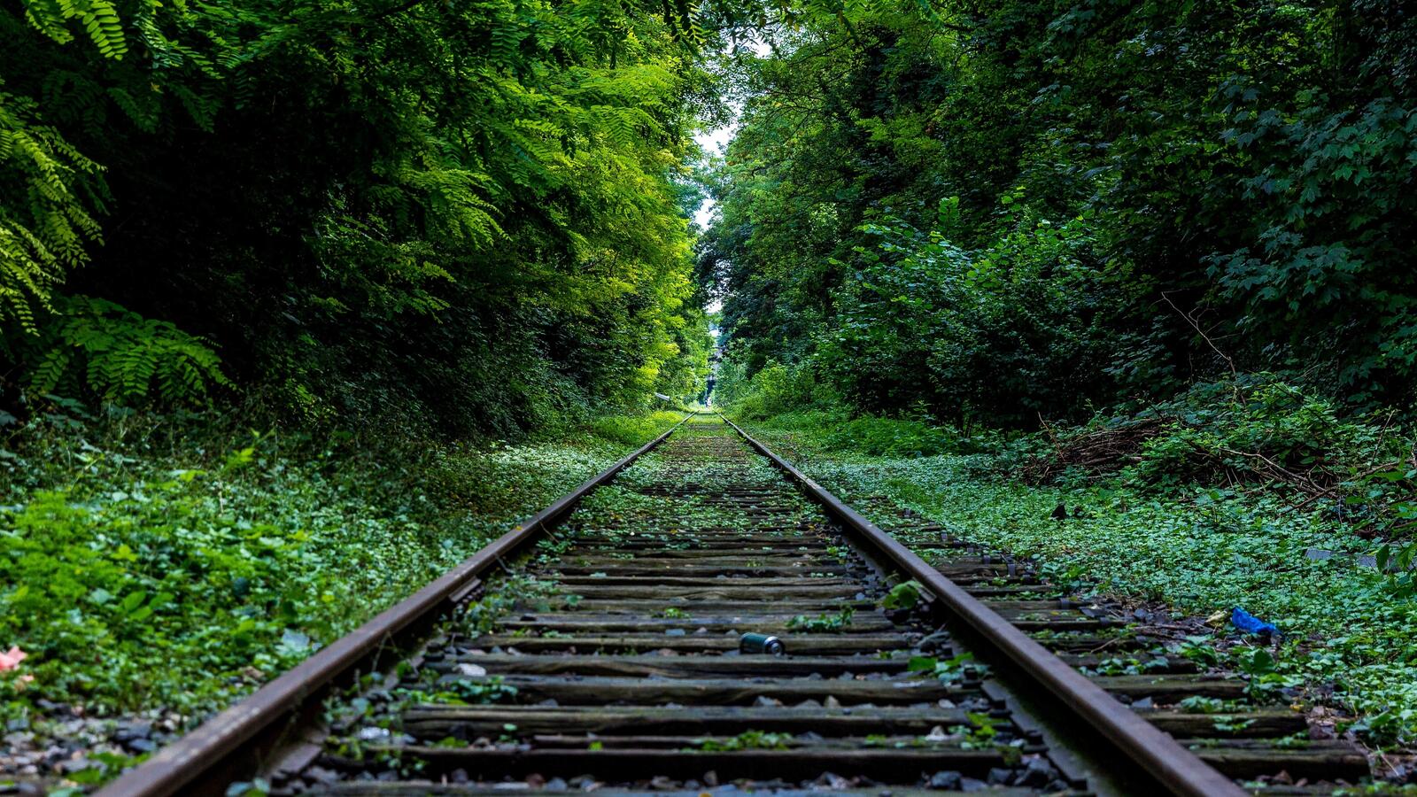 Free photo An overgrown railroad in a forested area