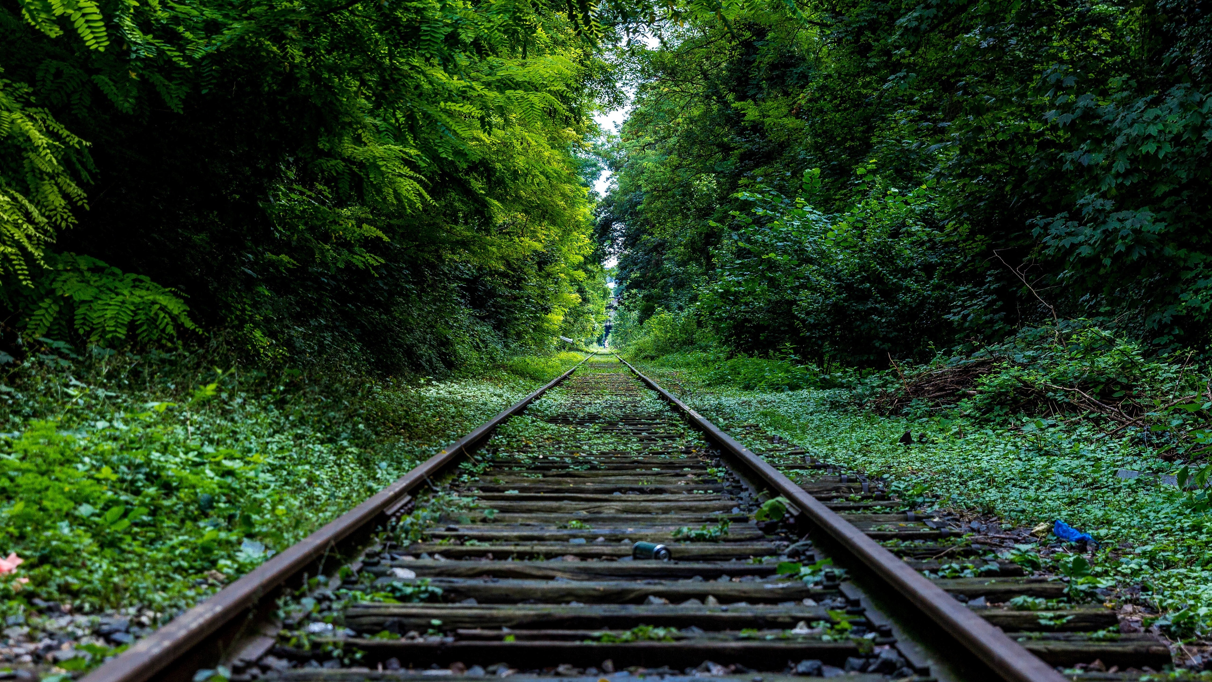 免费照片林区杂草丛生的铁路